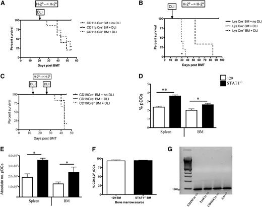 Figure 3. Selective deletion of STAT1 in donor APCs does not prevent GVHD lethality, but global STAT1 deficiency expands pDCs. Lethally irradiated recipients received TCD MHC-mismatched BM from (A) CD11c Cre+ or Cre− littermates followed by 1 × 106 DLI from Cre− donors on day +21 (B6 → C3H.HeNCr), (B) Lys Cre+ or Cre− littermates followed by 1 × 106 DLI from Cre− donors on day +14 (B6.129 → C3H.HeNCr) or (C) CD19 Cre+ or Cre− littermates followed by 1 × 106 DLI from Cre− donors on day +14 (B6.129 → C3H.HeNCr). All groups were followed for survival. (D) Lethally irradiated recipients received TCD miHA-mismatched BM from STAT1+/+ or STAT1−/− donors (129 → C3H.SW), and on day +14 immune reconstitution of CD11b−CD11cintB220+ pDCs were enumerated by flow cytometry. (E) Comparison of the absolute numbers of pDCs from the BM and spleen of alloHSCT recipients by flow cytometry were calculated from total cell counts of each organ. (F) Lethally irradiated recipients received TCD miHA-mismatched BM from STAT1+/+ or STAT1−/− donors (CD45.2+ 129 → CD45.1+ B6), and on day +14 donor chimerism of pDCs were enumerated by flow cytometry. (G) pDCs were isolated from CD19 Cre+/− × STAT1flox/flox, Lys Cre+/− × STAT1flox/flox, CD11c Cre+/− × STAT1flox/flox, and a Cre−/− × STAT1flox/flox control to assess for expression of STAT1 RNA (100 bp) by RT-PCR. N = 5 to 7 mice/group, data are representative from 1 of 2 similar experiments. *P < .05, **P < .01.