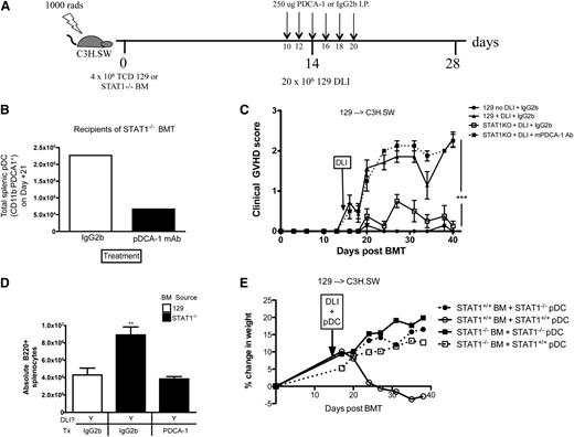 Figure 6. PDC depletion around the time of DLI exacerbates GVHD after alloHSCT of TCD STAT1−/− BM. (A) Lethally irradiated recipients received TCD miHA-mismatched BM from STAT1+/+ or STAT1−/− donors (129 → C3H.SW), and on day +14, 20 × 106 DLI was administered to induce GVHD. Some recipients did not receive a DLI as a negative GVHD control. All groups were treated with either IgG2b or PDCA-1 moAb on day +12, 14, 16, 18, and 20 to deplete pDCs. (B) Some recipients were sacrificed on day +21 for enumeration of pDCs in the spleen. Treatment with PDCA moAb depleted about 71% of pDCs in the spleen as determined by flow cytometry. (C) All alloHSCT recipients were followed for clinical GVHD scores. (D) On day +40, splenic B220+ counts were enumerated by flow cytometry. (E) Lethally irradiated recipients were transplanted with STAT1+/+ or STAT1−/− BM on Day +0, then on day +14 they were given a DLI with concurrent 5 × 105 STAT1+/+ pDCs or STAT1−/− pDCs and were followed for GVHD-associated weight loss. N = 5 to 8 mice/group, data are representative from 1 of 2 similar experiments. **P < .01, ***P < .001.