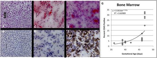 Figure 3. Development of hematopoietic ontogeny in fetal BM by immunohistochemistry. (A,C,E; ×40, H&E) Shows increasing cellularity, the beginning of hematopoiesis and the appearance of CD45+ cells (B,D,F; ×40, anti-CD45 immunoperoxidase). At 33 (A-B) and 39 (C-D) days, very few CD45+ cells are apparent. FACS shows evidence of hematopoietic migration by GA37 days, but cell content within the BM does not significantly change until 46 days (E-F), when tissue architecture begins to evolve, demonstrating a slight increase in content of CD45+ hematopoietic cells. Scale bars represent 25 μm. Flow cytometry (G) confirms significant expansion of CD45+ cells only at the latest time point, with a relatively flat curve throughout the early portion of the analysis.