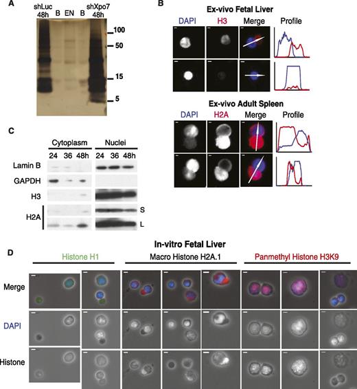 Figure 1. Nuclear proteins such as histones are exported into the cytoplasm during normal erythroid differentiation. (A) Silver stain of nuclei isolated from cultured erythroblasts across differentiation (from left, lanes are control shRNA at 48 hours, blank, extruded nuclei, blank, and Xpo7-KD nuclei at 48 hours). Protein sizes in kilodaltons are shown on right. Mass spectrometry of each lane was performed; a complete dataset uploaded to the proteomics identification database (PRIDE) is at http://www.ebi.ac.uk/pride under accession no. 1-20140306-107700. (B) Immunofluorescence (IF) of mouse tissues (fetal liver and adult spleen) isolated ex vivo from C57/Bl6 mice showing migration of histones into the reticulocyte before and during enucleation. Red staining is against either histone 3 or histone 2A using Alexa-594–conjugated secondary antibody, and blue staining is against DNA using DAPI. Profiles on right reflect intensities of each channel (corresponding colors) across the axis of the white arrow shown in the merge micrograph. In all panels, scale bar = 10 μm. (C) Erythroblasts cultured in erythropoietin-containing media were harvested after 24, 36, and 48 hours and fractionated into cytoplasmic and nuclear extracts using the PARIS Isolation Kit (Life Technologies). Immunoblotting was performed against a cytoplasmic protein (glyceraldehyde-3-phosphate dehydrogenase), nuclear membrane protein (Lamin B), and histones H3 and H2A. S, short exposure of blot, 5 seconds; L, long exposure of blot, 15 minutes. (D) IF of cultured erythroblasts at 48 hours after culture showing migration of histones into the cytoplasm before and during enucleation. Three primary antibodies against nuclear proteins are shown: histone 1, macro histone H2A.1, and pan-methyl histone H3 on lysine 9; blue staining is against DNA using DAPI. Secondary antibodies used were Alexa-594–conjugated secondary antibody (macro H2A.1 and pan-methyl H3K9) or Alexa-488–conjugated secondary antibody (H1). In all panels, scale bar = 10 μm.