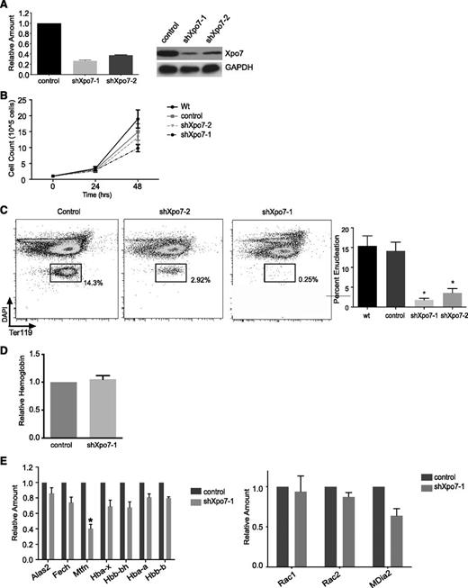 Figure 3. Xpo7 knockdown inhibits enucleation but does not affect important aspects of erythroid differentiation such as hemoglobin accumulation or the erythroid expression program. (A) (Left) qPCR showing specific knockdown of Xpo7 transcript and (right) western blot showing a decrease in Xpo7 protein for 2 different shRNA constructs. (B) Cell counts counted at 24-hour intervals during in vitro culture of shRNA-infected erythroblasts. (C) Enucleation (left) measured by FACS of cultured erythroblasts using DAPI and TER119 staining (as in Ji et al21) and (right) quantified for 5 independent experiments. (D) Hemoglobin quantification per cell by spectrometry using Drabkin’s reagent (as in Dessypris1). (E) Transcript levels of erythroid-specific genes as measured by qPCR. Genes chosen are required for (left) hemoglobin production or (right) the process of enucleation. *P < .01 only for mitoferrin-1 (Slc25a37). Complete dataset has been uploaded to the GEO database under accession no. GSE54457; significantly changed transcripts (greater than twofold increase or decrease) are shown in supplemental Table 2.