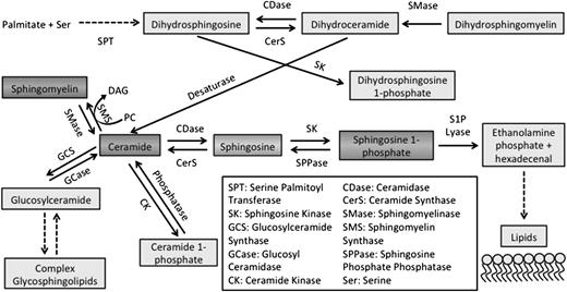Figure 1. Sphingolipid metabolism. De novo sphingolipid production starts with the reaction of serine and palmitoyl CoA, mediated by serine palmitoyl transferase. Sphingolipids are metabolized in many reversible and irreversible reactions. Ceramide is at the center of the sphingolipid metabolism network and can result from the hydrolysis of SM, which in turn results in the production of sphingosine and S1P downstream.