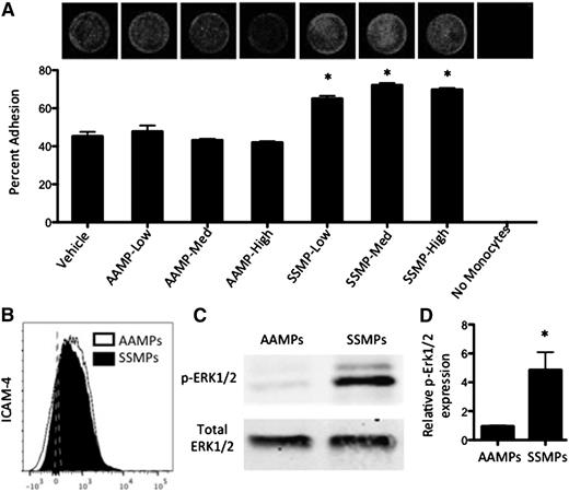 Figure 6. SS RBC-derived MPs enhance endothelial adhesion, express LW, and express more p-ERK1/2 than AA RBC-derived MPs. (A) RBC-derived MPs were incubated with primary AA PBMCs at 3 different concentrations (low, medium, and high) for 18 hours before HUVEC adhesion. Representative fluorescent images show adherent DRAQ5-labeled THP-1 cells after 4 hours of adhesion to HUVECs. (B) AAMPs and SSMPs express surface ICAM-4 (LW). (C-D) p-ERK1/2 is significantly elevated in SSMPs relative to AAMPs (n = 6). P < .05 measured in ANOVA relative to vehicle or AAMPs.