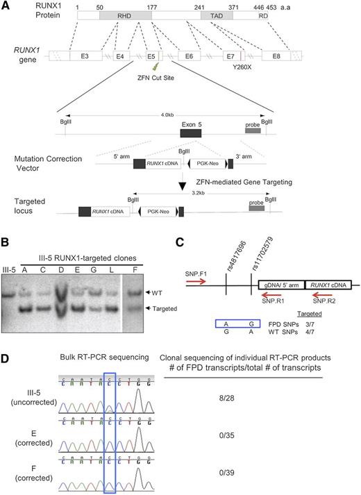 Figure 1. Targeted gene correction of the mutant RUNX1 allele in FPD/AML iPSCs. (A) Schematic of RUNX1 protein and genomic locus, as well as the gene-targeting strategy to correct the FPD mutation. (Green bolt) ZFN recognition/cleavage site. (Red vertical line) location of the Y260X mutation. Schematic of RUNX1 correction vector is also shown, and proper targeting introduces a new BglII site to the RUNX1 locus. (Gray box) location of the DNA probe for Southern blot hybridization. (B) Screening of selected iPSC clones from gene targeting with Southern blot hybridization using the probe in (A). Clones A to F contain integrations of the targeting vector in the RUNX1 locus. III-5: The FPD iPSC line derived from FPD patient III-5, which was used for targeted mutation correction. “WT” and “Targeted” denote germline and gene-targeted bands (4.0 kb and 3.2 kb) detected by the probe, respectively. (C) Detection of single nucleotide polymorphisms (SNP) by genomic polymerase chain reaction (PCR) to determine which RUNX1 allele was targeted. (Red arrows) locations of primers used in PCR. The combination of AG alleles at the indicated SNPs is associated with the FPD mutant chromosome, and GA allele combination is for the wild-type chromosome. Three of the 7 targeted iPSC lines had insertion of the targeting vector into the FPD chromosome. (D) Sequencing of bulk (sequencing traces) and individual reverse transcription (RT)-PCR products shows only the production of wild-type RUNX1 transcripts (blue peak for C) in corrected clones (clones E and F), whereas the original FPD iPSCs (III-5) produced both mutant (green peak for A) and wild-type (8/28 and 20/28 of the sequenced clones, respectively) RUNX1 transcripts.