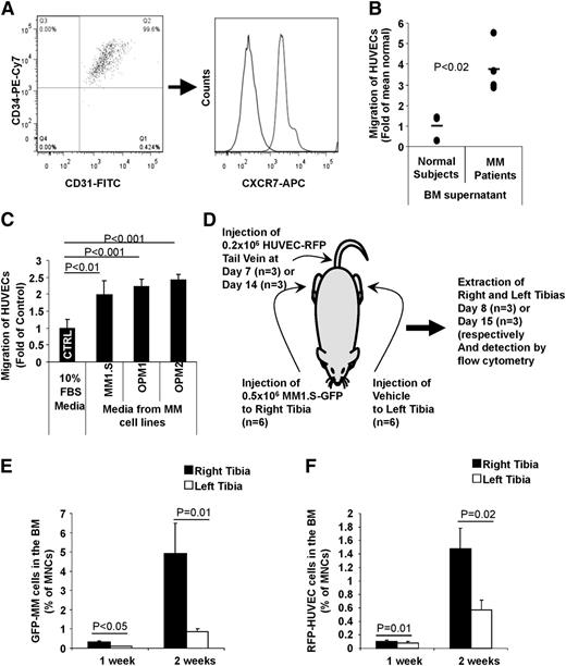 Figure 2. AMCs home specifically to MM-enriched BM niches. (A) Expression of CD31, CD34, and CXCR7 on HUVECs, as a model for AMCs. (B) Migration of HUVECs to BM supernatant from normal subjects and MM patients normalized to the average of migration of normal subjects. (C) Migration of HUVEC cells to conditioned culture media from MM cell lines that were incubated in the media for 24 hours before the migration test, normalized to migration to nonconditioned culture media. (D) A schematic description of the procedure. (E) MM tumor progression in the right and left tibias after intratibial injection of MM1.S cells into the right tibia. (F) Differential homing of HUVECs to tibias with higher involvement of MM after IV injection.