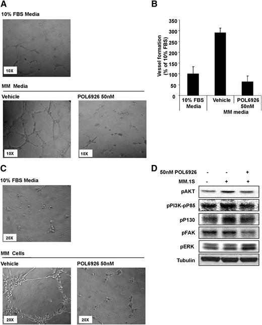 Figure 6. Inhibition of CXCR7 reverses tube formation induced by MM. (A) Representative images of the effect of POL9626 (50 nM) on the HUVEC tube formation induced by CM from MM1.S cells (non-CM was used a control). (B) Quantification of the length of tubes formed due to MM CM with or without the presence of POL9626 (50 nM), normalized to the length of tubes formed in non-CM. (C) Representative images of the effect of POL9626 (50 nM) on the tube formation of HUVECs induced by coculture with MM1.S cells, and the direct cell-adhesion of MM cells to the formed tubes. (D) Following activation of HUVECs with MM cells, the effect of CXCR7 inhibition on downstream signaling in HUVECells was shown by immunoblotting.