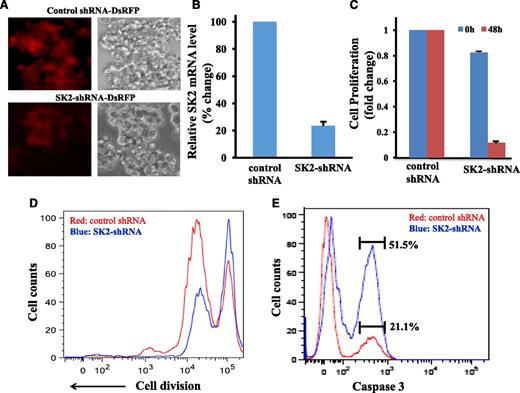 Figure 2. SK2-specific shRNA inhibited cell proliferation and induced caspase 3 activation in myeloma cells. OPM1 cells were transduced with lentiviruses expressing SK2-shRNA-DsRFP or control shRNA-DsRFP for 4 hours. The cells were then washed and grew in regular culture medium for an additional 48 hours. (A) Fluorescent microscopy image showing DsRFP expression. (B) Expression of SK2 mRNA in SK2-shRNA- or control shRNA-transduced OPM1 cells. (C) Cell proliferation by MTT assay. Cell proliferation was measured using MTT assay at 0 hours and 48 hours after transduction. (D) Cell proliferation by flow cytometry. OPM1 cells transduced with SK2-shRNA or control shRNA were stained with CellTrace Violet Cell Proliferation dye and allowed to proliferate for 7 days. The dye fluorescence intensity was measured by flow cytometry. (E) Activation of caspase 3. OPM1 cells were transduced with SK2-shRNA viruses or control shRNA viruses. Forty-eight hours later, the cells were stained with Live/Dead Fixable cell dye, then fixed and permeabilized, and stained with caspase-3 antibody. Caspase 3 intensity was gated on the live cell population. Data were representative of 4 separate experiments.