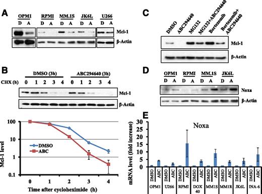 Figure 4. ABC294640 enhanced Mcl-1 proteasome degradation and increased Noxa expression. (A) ABC294640 downregulated Mcl-1 protein expression. MM cells (OPM1, RPMI-8226, MM.1S, JK6L, and U266) were treated with 30 µM of ABC294640 (A) or DMSO (D) for 16 hours, and whole cell lysates were prepared and analyzed for Mcl-1 expression by western blot analysis. β-actin was used as the loading control. Data were representative of 3 separate sets of experiments. (B) A294640 increased Mcl-1 protein degradation. OPM1 cells were treated with 30 µM of ABC294640 or DMSO for 3 hours and then cycloheximide (100 µg/mL) was added. Cells were collected at each hour after cycloheximide treatment and whole cell lysate was prepared and analyzed for Mcl-1 expression by western blot analysis. β-actin was used as the loading control. The graph represents the quantification of western blots. The western blots were quantified using ImageJ. Data were representative of 2 separate sets of experiments. (C) Proteasome inhibitor (MG132 and bortezomib) prevented the degradation of Mcl-1 by ABC294640. OPM1 cells were treated with DMSO control buffer, proteasome inhibitor MG132 (1 µM), or bortezomib (50 nM) for 1 hour, followed by treatment with DMSO or 30 µM of ABC294640 for an additional 6 hours. Whole cell lysate was prepared and analyzed for Mcl-1 expression by western blot analysis. Data were representative of 2 separate sets of experiments. (D) ABC294640 increased Noxa protein expression. OPM1, RPMI8226, MM.1S, and JK6L were treated with 30 µM of ABC294640 (A) or DMSO (D) for 16 hours, and whole cell lysates were prepared and analyzed for Noxa expression by western blot analysis. (E) ABC294640 induced Noxa gene expression. Eight MM cell lines were treated with 30 µM of ABC294640 (A) or DMSO (D) for 16 hours and RNA was isolated and analyzed for Noxa gene expression by RT-PCR. Gene expression was normalized against β-actin internal control. Graphs represented the fold change of Noxa mRNA in ABC294640-treated MM cells lines compared with DMSO-treated cells. Data shown in the figure were representative of at least 2 separate sets of experiments.