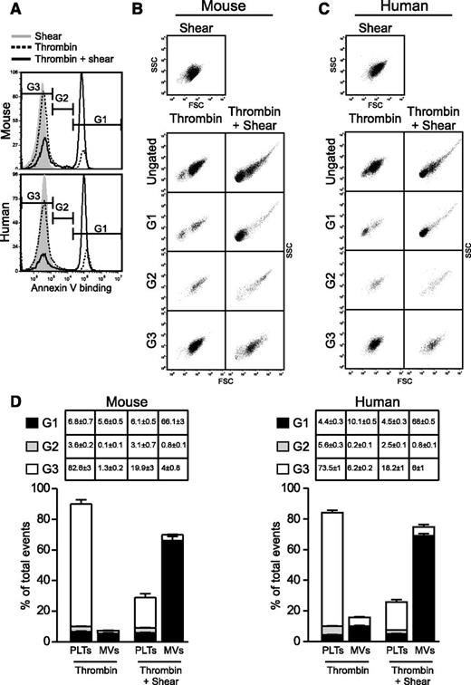 Figure 2. Shear-dependent PS exposure and microvesiculation are tightly coupled. Thrombin-stimulated mouse (0.2 U/mL) and human (10 U/mL) platelets were subjected to shear or thrombin alone or thrombin + shear and analyzed for PS exposure (Annexin V binding) and MV release using flow cytometry. (A) Histograms showing Annexin V binding and gating of events with high (G1), intermediate (G2), and baseline (G3) fluorescence intensity. (B-C) SSC vs FSC density plots showing the light scatter characteristics of the ungated and gated events from either (B) mouse or (C) human platelets. (D) Quantification of platelets and MVs that were within G1, G2, and G3 gates (mean ± SEM, n = 3 for mouse, n = 5 for human).