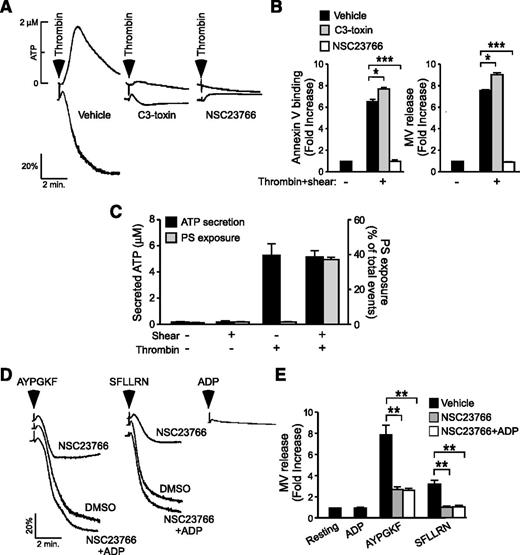 Figure 5. Rac1 regulates shear-induced PS exposure and microvesiculation independent of its role in stimulating platelet secretion and aggregation. (A) Representative aggregation and ATP secretion traces of washed human platelets activated with 0.035 U/mL thrombin following treatment with 2 µg/mL C3-toxin, 100 µM NSC23766, or vehicle control. (B) Washed human platelets were treated with vehicle, 2 µg/mL C3-toxin (C3), or 100 μM NSC23766 (NSC), stimulated with 0.025 U/mL thrombin, subjected to shear, and analyzed for PS exposure and MV release. Data are expressed as mean ± SEM, n = 3. (C) Quantification of ATP secretion (left y-axis) and PS exposure (right y-axis) in washed mouse platelets, either left static or subjected to shear, in the presence or absence of thrombin (0.03 U/mL) (mean ± SEM, n = 3). (D) Aggregation of NSC23766- or DMSO-treated human platelets following stimulation with 60 µM AYPGKF (PAR4) or 2 µM SFLLRN (PAR1) in the presence or absence of 1 µM ADP; 1 µM ADP was added alone as a control. (E) Platelets treated under the same conditions as C were analyzed for the fold increase in shear-induced MV release from the resting baseline (mean ± SEM, n = 8). For all data, *, **, and *** represent statistical significance of P < .05, .01, and .001, respectively.