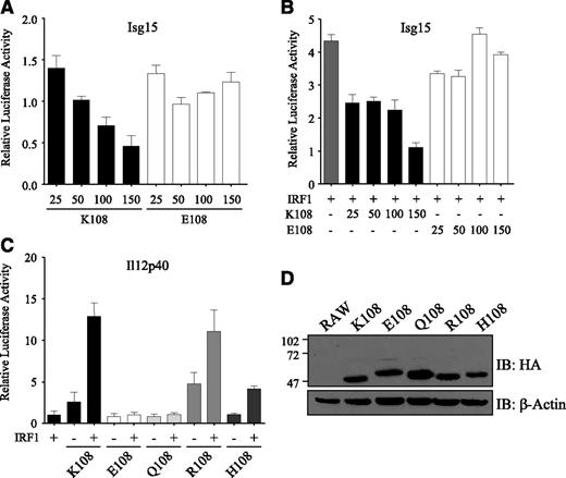 Figure 4. Loss of transcriptional function in the IRF8K108E mutant. (A) RAW macrophages were transiently transfected with increasing amounts of WT (K108) or IRF8K108E variant (E108) along with a firefly luciferase reporter construct containing the Isg15 promoter and a Renilla luciferase internal control, and luciferase activity was assayed 24 hours later. (B) RAW cells were transiently transfected as in panel A with the addition of IRF1. (C) RAW cells were transiently transfected with expression vectors coding for K108 or with the E108, R108, Q108, and H108 mutants, along with or without IRF1 and an IL-12p40-pGL3 luciferase reporter construct and a Renilla luciferase internal control. Results are represented as means ± standard deviation (SD) of 3 independent experiments. (D) Immunoblots showing similar expression level of K108, and of the E108, R108, Q108, and H108 mutants in transfected cells, and using a mouse anti-HA mAb. Actin expression was evaluated as a loading control.