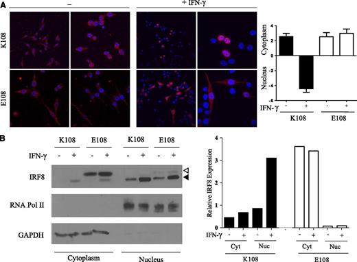 Figure 5. Defective nuclear translocation of the IRF8K108E mutant. (A) RAW macrophages stably expressing HA-tagged K108 and E108 variants were stimulated or not with IFN-γ (400 U/mL) for 3 hours. Cells were fixed, permeabilized, and incubated with mouse anti-HA mAb followed by mouse Cy3-conjugated secondary antibody (red) and then with DAPI to stain nuclei (blue). Cellular localization was analyzed by confocal microscopy using a Zeiss LSM5 Pascal laser scanning confocal microscope. All image analyses were performed using LSM5 Image. Two different images of each condition are shown. Images are representative of 3 independent experiments. Mean fluorescence intensity of Irf8 (red) staining was measured using Image J. Ratios of cytoplasmic over nuclear fluorescence are represented as means ± SD of 10 independent measurements. (B) RAW macrophages stably expressing HA-tagged K108, E108 were stimulated or not with IFN-γ (400 U/mL) for 3 hours. Cell lysates were subjected to cellular fractionation to separate the cytoplasmic and nuclear fractions and immunoblotted with anti-IRF8, anti-RNA Pol II (nuclear control), and anti-GAPDH (cytoplasmic control) antibodies. The white triangle represents transfected E108, and the black triangle represents endogenous K108. The relative nuclear and cytoplasmic distribution of the total K108 and E108 proteins was evaluated and is shown.