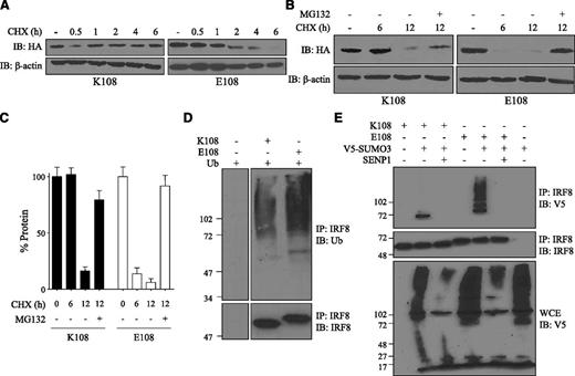 Figure 6. Decreased stability of the IRF8K108E mutant. (A) RAW macrophages stably expressing HA-tagged K108 or E108 variant were treated with CHX for the indicated periods of time (hours) and for up to 6 hours. Cell lysates were subjected to SDS-PAGE and immunoblotted with a mouse anti-HA mAb. Actin was used as an internal loading control. (B) RAW macrophages stably expressing HA-tagged K108 or E108 were treated with CHX for 6 hours and 12 hours with or without the proteasome inhibitor MG132 (10 µM), and cell lysates were analyzed by immunoblotting. (C) Relative protein expression was assessed by densitometry using ImageJ. Results are represented as means ± SD of 3 independent experiments. (D) HEK 293T cells were transiently transfected with K108 or E108 variant, along with ubiquitin, and 24 hours later, cells were treated with MG132. IRF8 was immunoprecipitated from cell lysates followed by immunoblotting with anti-ubiquitin antibody. IRF8 was also detected by immunoblotting from total cell lysates. The left and right panels come from the same experiment, membrane and film, and thus can be used for comparison. (E) HEK 293T cells were transiently transfected with K108 or E108 variant, with or without V5-tagged SUMO3 and/or HA-tagged SENP1. Cell lysates were immunoprecipitated with anti-IRF8 antibody and immunoblotted with anti-V5 antibody. Total cell extracts were also immunoblotted with anti-V5 antibody to show SUMOylation of other proteins and SENP1 de-SUMOylating activity.