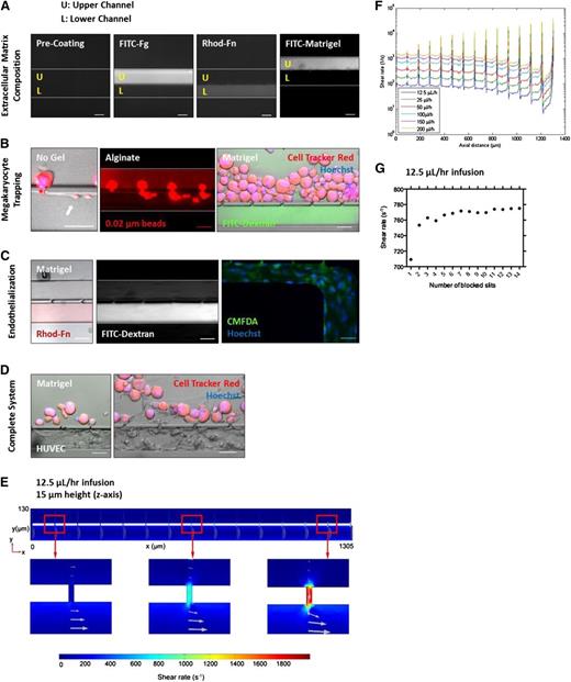 Figure 2. PLT bioreactor models major components of BM. Primary mouse MKs are shown. (A) The upper and lower channels can be selectively coated with ECM proteins to reproduce osteoblastic and vascular niche composition. (B) MKs trap at gaps and extend proPLTs into the lower channel (white arrow). MKs can be selectively embedded in alginate or Matrigel gels, modeling three-dimensional ECM organization and physiological BM stiffness (250 Pa). Vascular flow is retained in the lower channel as demonstrated by 0.02 µm fluorescent bead streaking and fluorescein isothiocyanate-dextran fluorescence. (C) HUVECs can be selectively cultured in ECM-coated channels to reproduce blood vessel physiology. (D) MK trapping, BM stiffness, ECM composition, micro-channel size, hemodynamic vascular shear stress, and endothelial cell contacts can be combined to reproduce human BM in vitro. (E) Shear rate distribution along the length of the channel. Arrows indicate the magnitude and direction of the velocity field. (F) Fluid shear rates are well-characterized and can be tightly regulated across the bioreactor as a function of flow rate. (G) Regardless of the number of occupied slits, trapped MKs experience physiological shear stresses at gap junctions. Media viscosity is 1.20 mPa · s. Scale bars represent 50 µm (A-D).