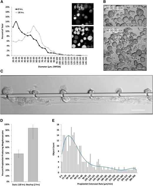 Figure 3. Physiological shear stress induces proPLT production in primary mouse MKs. (A) Primary mouse MKs range between 20 and 85 µm in diameter on culture day 4, and become larger (40-100 µm) if they do not form proPLTs. (B) MKs in static culture begin producing proPLTs at 6 hours postpurification and reach maximal proPLT production at 18 hours. (C) Primary mouse MKs under physiological shear stress (∼600 mPa) begin producing proPLTs immediately upon trapping and extend/release proPLTs within the first 2 hours of culture. (D) Percent proPLT-producing primary mouse MKs under physiological shear stress are increased significantly to ∼90% over static cultures (∼50%).26 (E) ProPLT extension rates under physiological shear stress are increased significantly (to ∼30 µm/min) over static cultures (0.85 µm/min).41 Scale bars represent 50 µm (A-C).