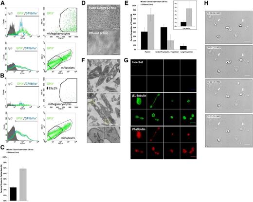 Figure 5. Bioreactor-derived mPLTs manifest structural and functional properties of mouse blood PLTs. (A) Biomarker expression, and forward/side scatter and relative concentration of GPIX+ primary mouse MKs infused into bioreactor after isolation on culture day 4, and (B) effluent collected from bioreactor 2 hours postinfusion. (C) Application of shear stress shifts GPIX+ product toward more PLT-sized cells relative to static culture supernatant. (D) Comparison of primary mouse MK culture product under static and bioreactor conditions over a period of 2 hours. (E) Application of shear stress shifts product toward more PLT-sized β1-tubulin+ Hoechst- cells (labeled Platelet) relative to static culture supernatant. Insert shows quantitation of free nuclei in effluent. (F) Bioreactor-mPLTs are ultrastructurally similar to mouse blood PLTs and contain a cortical MT coil, open canalicular system, dense tubular system, mitochondria, and characteristic secretory granules. Bottom inserts show magnification of yellow boxes at PLT ends. (G) Bioreactor-mPLTs and PLT intermediates are morphologically similar to mouse blood PLTs (supplemental Figure 6) and display comparable MT and actin expression. Top 8 panels show Hoechst labeling, middle 8 panels show β1-Tubulin labeling bottom 8 panels show Phalloidis labeling. (H) Bioreactor-mPLTs form filpodia/lamellipodia on activation and spread on glass surface. Scale bars represent 5 µm (D,G-H) and 1 µm (F).