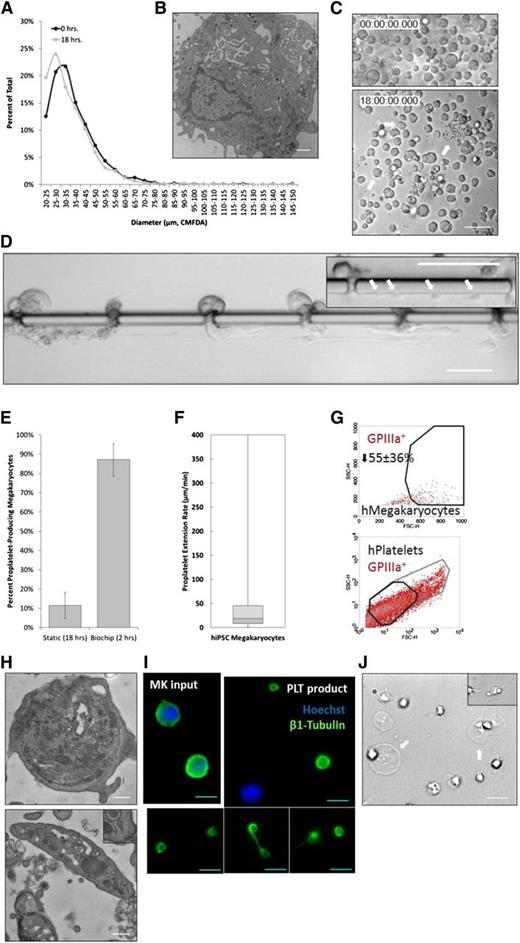Figure 6. Bioreactor-derived hiPSC-PLTs manifest structural and functional properties of human blood PLTs. (A) The hiPSC-MKs reach maximal diameter (20-60 µm) on culture day 15. (B) The hiPSC-MKs are ultrastructurally similar to primary human MKs and contain a lobulated nuclei, invaginated membrane system, glycogen stores, organelles, and characteristic secretory granules. (C) The hiPSC-MKs in static culture begin producing proPLTs at 6 hours postpurification and reach maximal proPLT production at 18 hours. White arrows denote proPLT-producing MKs. (D) The hiPSC-MKs under physiological shear stress (∼600 mPa) begin producing proPLTs immediately upon trapping and extend/release proPLTs within the first 2 hours of culture. Insert shows multiple PLT-sized swellings denoted by white arrows along single proPLT extension. (E) Percent proPLT-producing hiPSC-MKs under physiological shear stress are increased significantly to ∼90% over static cultures (∼10%). (F) ProPLT extension rates under physiological shear stress are ∼19 µm/min. Data are represented as a box-and-whisker plot where light gray indicates the upper quartile and dark gray indicates the lower quartile. (G) Bioreactor-hPLTs display forward and side scatter, and surface biomarker expression is characteristic of human blood PLTs. (H) Bioreactor-hPLTs are ultrastructurally similar to human blood PLTs and contain a cortical MT coil, open canalicular system, dense tubular system, mitochondria, and characteristic secretory granules (both panels). Top right insert, lower panel shows peripheral MT coil. (I) Bioreactor-hPLTs are anucleate, morphologically to human blood PLTs, and display comparable MT expression. (J) Bioreactor-mPLTs form filpodia/lamellipodia on activation and are spread on a glass surface. Scale bars represent 1 µm (B), 50 µm (C-D), 0.5 µm (H), and 5 µm (I-J).