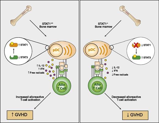 Impact of STAT1 on GVHD. STAT1−/− bone marrow cells give rise to pDCs with a tolerogenic phenotype after allogeneic HSCT in mice. This results in increased STAT3 and lesser production of interferon, IL12, and free radical formation culminating in lesser activation of alloreactive Th1 cells and GVHD pathology.