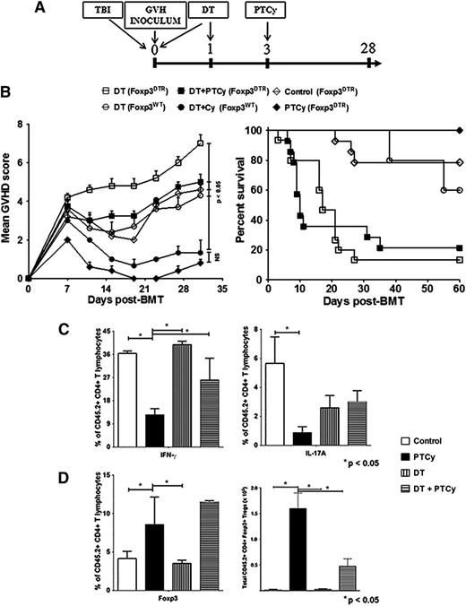 Figure 2. In vivo ablation of donor Foxp3+ T cells abolishes PTCy protection against GVHD. (A) Experimental schema. BALB/B recipients after lethal conditioning (775 cGy) received 107 TCD BM (B6 CD45.1+) and GVH inocula of 12 × 106 splenocytes and CLN cells from Foxp3DTR or Foxp3WT B6 CD45.2+ donors. Designated groups received DT (50 ng/g IP) or PBS on days 0 and +1. PTCy (200 mg/kg IP) was administered to designated groups on day +3 post-alloBMT. All animals were monitored daily for survival and scored twice weekly for GVHD on day +7 post-alloBMT and every 4 days thereafter until day +60, when experiments were terminated. (B) Mean GVHD scores and survival. Combined results of 3 independent experiments are shown. (C) Frequency of cytokine-producing, inocula-derived CD4+CD45.2+ T cells in spleens of surviving chimeras on day +28. (D) Frequency (left panel) and total numbers (right panel) of CD4+CD45.2+Foxp3+ T cells in the spleens of surviving chimeras on day +28. Data are representative of 3 independent experiments, with a minimum of 4 animals per group. The results are presented as the mean ± standard error of the mean.