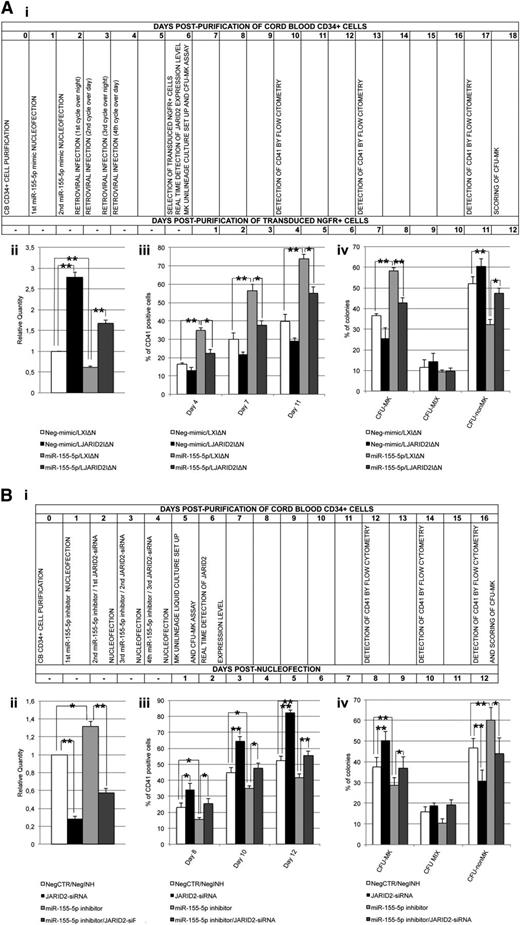 Figure 7. Simultaneous overexpression or inhibition of JARID2 and miR-155-5p in normal CD34+ cells. (A) Rescue of JARID2 expression in miR-155-5p–overexpressing cells. (i) Flowchart listing the experiment timing (expressed in days) after NGFR+ cell purification. (ii) Expression levels of JARID2 in CB CD34+ cells after NGFR+ cells purification. The JARID2 expression was measured by qRT-PCR, and data are reported as RQ. (iii) Percentage of viable CD41+ cells in the MK unilineage culture assessed by flow cytometry at days 4, 7, and 11 after NGFR+ cell purification. (iv) Results of the statistical analysis of the collagen-based clonogenic assay. The cells were plated 24 hours after NGFR+ cell purification and scored after 12 days. Values are reported as mean ± SEM. **P < .01; *P < .05. The results come from 3 independent experiments. (B) Simultaneous downregulation of JARID2 and miR155-5p in CB CD34+ cells. (i) Flowchart reporting the experiment timing (expressed in days) after the last nucleofection. (ii) Expression levels of JARID2 in CB CD34+ cells at 48 hours after the last nucleofection. The JARID2 expression was measured by qRT-PCR and data are reported as RQ. (iii) Percentage of viable CD41+ cells in the MK unilineage culture assessed by flow cytometry at days 8, 10, and 12 after the last nucleofection. (iv) Results of the statistical analysis of the collagen-based clonogenic assay. The cells were plated 24 hours after the last nucleofection and scored after 12 days. Values are reported as mean ± SEM. **P < .01; *P < .05. The results come from 3 independent experiments.
