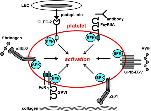 Figure 1. Src family kinases initiate primary activation in platelets. Src family kinases (SFKs) phosphorylate adaptors, enzymes, and cytoskeletal proteins downstream of a variety of platelet surface receptors that collectively coordinate platelet activation. Dark green box, ITAM; light green box, hemi-ITAM. LEC, lymphatic endothelial cell.