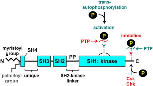 Figure 2. General structure of SFKs. All SFKs share a common structure consisting of an N-terminal myristoyl group attached to an SH4 domain, a unique region, an SH3 domain, an SH2 domain, an SH2-kinase proline-rich linker region, and an SH1 or kinase domain. Yes, Fyn, Fgr, Lyn, Hck, and Lck contain a cysteine residue within the myristoylation peptide sequence that gets palmitoylated and mediates localization to lipid rafts. There is a conserved tyrosine residue in the activation loop and one in the C-terminal tail. Phosphorylation of the activation loop tyrosine by trans-autophosphorylation increases SFK activity, whereas phosphorylation of the C-terminal tyrosine by C-terminal Src kinase (Csk) or the structurally related Csk homologous kinase (Chk) inhibits SFK activity. Dephosphorylation of the activation loop and C-terminal inhibitory tyrosine residues by PTPs attenuates and increases SFK activity, respectively. Green denotes activation, and red denotes inhibition of SFK activity.