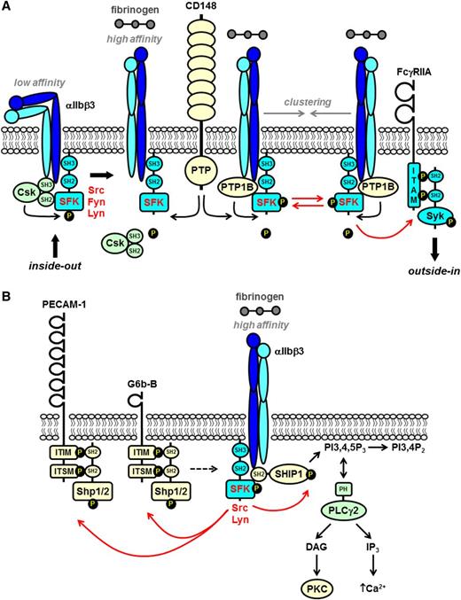 Figure 3. SFKs in integrin αIIbβ3 proximal signaling. (A) The integrin αIIbβ3 is in a low-affinity conformation on the surface of resting platelets. The SFKs Src and Fyn constitutively associate with the cytoplasmic tail of the β3 subunit via their SH3 domains. Src is maintained in an inactive conformation by Csk, which forms a complex with β3 and Src. Inside-out signaling induces the integrin to adopt a high-affinity conformation and fibrinogen binding. Csk subsequently dissociates from the complex and is replaced by the nontransmembrane PTP-1B that dephosphorylates the C-terminal inhibitory tyrosine residue of Src and activates it. The receptor-like PTP CD148 plays a major role in maintaining a pool of activated SFKs at the plasma membrane that contribute to αIIbβ3 signaling. Fibrinogen-mediated clustering of the integrin induces trans-autophosphorylation of the activation loop tyrosine residue of SFKs and maximal activation. (B) The ITIM/immunoreceptor tyrosine-based switch motif (ITSM)–containing inhibitory receptors PECAM-1 and G6b-B are phosphorylated by SFKs downstream of αIIbβ3. The SH2 domain–containing nontransmembrane PTPs Shp1 and Shp2 bind to the tandem phosphorylated ITIM/ITSM. The exact contributions of PECAM-1 and G6b-B to αIIbβ3 signaling remain ambiguous and are denoted by the dashed arrow. SFKs also phosphorylate and activate SH2 domain-containing SHIP-1, which forms a complex with SFKs and the β3 tail. SHIP-1 attenuates integrin signaling by dephosphorylating PI3,4,5P3 to PI3,4P2 and disrupting membrane localization of (PLCγ2), which binds to PI3,4,5P3 via its pleckstrin homology (PH) domain. PLCγ2 must associate with the plasma membrane in order to hydrolyze PI4,5P2 to the second messenger’s DAG and IP3 that activate serine/threonine PKC and facilitate Ca2+ mobilization, respectively.