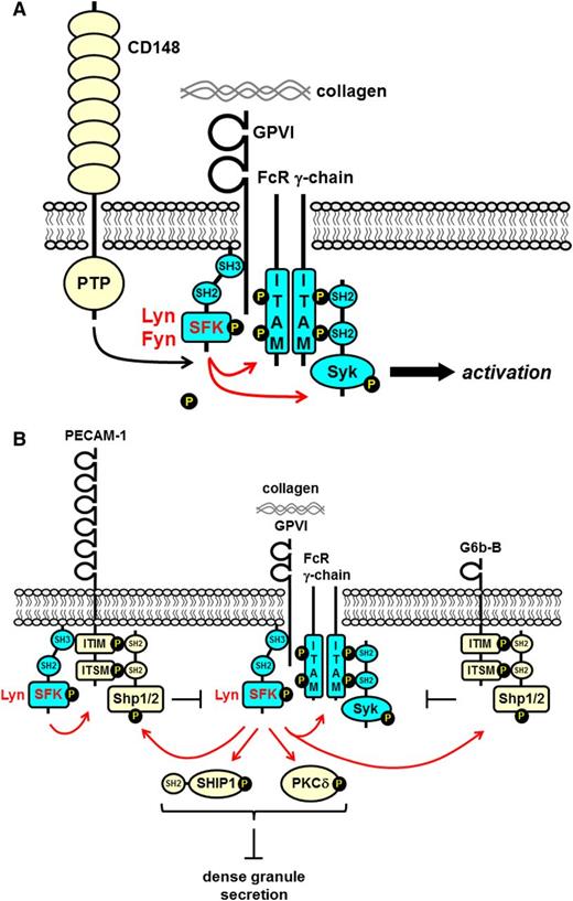 Figure 4. SFKs in GPVI-FcR γ-chain proximal signaling. (A) The SFKs Lyn and Fyn constitutively associate with the proline-rich juxtamembrane region of GPVI via their SH3 domains. This interaction unclamps and activates the SFKs. The receptor-like PTP CD148 maintains the SFKs in an activated state by dephosphorylating their C-terminal inhibitory tyrosine residues. Collagen-mediated clustering of the receptor induces trans-autophosphorylation of the activation loop tyrosine residue and maximal SFK activation. SFKs phosphorylate tandem tyrosine residues in the ITAM-containing FcR γ-chain, which provides a high-affinity docking site for the tandem SH2 domain–containing protein-tyrosine kinase Syk. SFKs also phosphorylate and active Syk. SFKs and Syk phosphorylate downstream effectors and propagate the signal. (B) The ITIM/ITSM-containing inhibitory receptors PECAM-1 and G6b-B inhibit GPVI-FcR γ-chain signaling. Lyn phosphorylates tandem tyrosine residues in the ITIM/ITSM in the cytoplasmic tails of PECAM-1 and G6b-B that provides a high-affinity binding site for the SH2 domain–containing nontransmembrane PTPs Shp1 and Shp2. Lyn associated with the cytoplasmic tail of PECAM-1 facilitates phosphorylation. Lyn also phosphorylates and activates SH2 domain–containing SHIP-1 and PKCδ that form a complex and inhibit dense granule secretion.