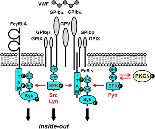 Figure 5. SFKs in GPIb-IX-V proximal signaling. The SFKs Src and Lyn associate with the GPIbα subunit and initiate inside-out signaling. Binding of VWF to the extracellular region of GPIbα induces SFK activation and phosphorylation of downstream substrates, including the ITAM-containing FcR γ-chain (FcR γ) and FcγRIIA, both of which act as high-affinity docking sites for the tandem SH2 domain–containing protein-tyrosine kinase Syk. The FcR γ-chain is reported to associate with the GPIbα subunit. However, GPIb-IX-V can signal in an ITAM-independent manner. Fyn and PKCδ associate and reciprocally activate one another, propagating the signal.
