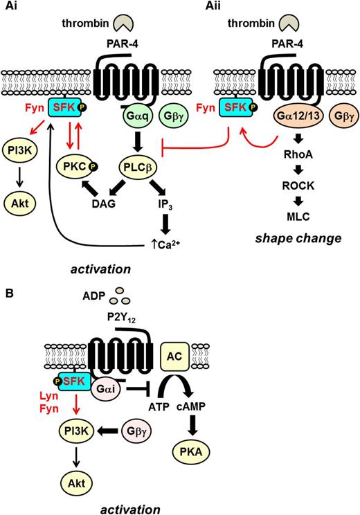 Figure 6. Src family kinases in Gq- and Gi-coupled receptor signaling. (Ai) The Gq-coupled PAR-4 signals via the activation of phospholipase β (PLCβ), which hydrolyses PI4,5P2 to the second messengers DAG and IP3, which in turn activate serine/threonine PKC and facilitate Ca2+ mobilization, respectively. The SFK Fyn associates with PKCδ downstream of PLCβ, and they reciprocally activate one another. Increased Ca2+ concentration contributes to SFK activation. SFKs lie upstream of the PI3K/Akt pathway. (Aii) PAR-4 coupled to G12/13 mediates platelet shape change via the RhoA/ROCK/MLC pathway. Fyn activated downstream of G12/13 inhibits signaling via Gq-coupled PAR-4. (B) The Gi-coupled ADP receptor P2Y12 signals by inhibiting adenylate cyclase/cAMP/protein kinase A (PKA) and Gβγ-mediated activation of PI3K/Akt. The SFKs Lyn and Fyn bind directly to the Gα subunit and play a critical role in initiating signaling via the PI3K/Akt pathway.