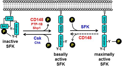 Figure 7. Tyrosine phosphorylation–mediated regulation of SFK activity. SFK activity is regulated through the phosphorylation of conserved tyrosine residues in the C-terminal tail and activation loop. Phosphorylation of the C-terminal tyrosine residue inhibits SFK activity by mediating formation of an intramolecular interaction with the SH2 domain that blocks the active site. A second intramolecular interaction between the SH3 domain and the proline-rich SH2-kinase linker region maintains the SFK in an inactive conformation. Dephosphorylation of the C-terminal tyrosine residue by the protein-tyrosine phosphatases CD148, PTP-1B, and possibly Shp1, releases the intramolecular interactions and actives the SFK. Maximal activation is achieved through trans-autophosphorylation of the activation loop tyrosine residue. Phosphorylation of the C-terminal inhibitory tyrosine residue by Csk or Csk homologous kinase (Chk) re-establishes the SH2 C-terminal inhibitory phosphotyrosine interaction and returns the SFK to an inactive conformation. Dephosphorylation of the activation loop tyrosine returns the SFK to a basally active state. CD148 may be responsible for dephosphorylating this site in platelets.