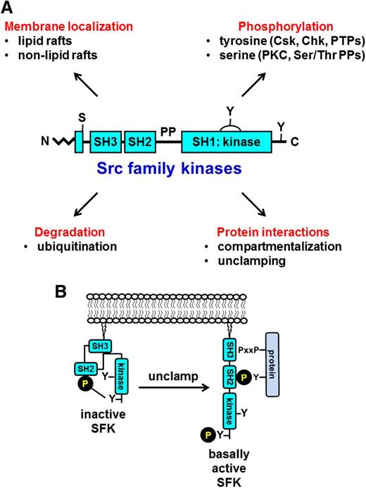 Figure 8. Alternative mechanisms of regulation. (A) Established and novel mechanisms of regulating SFK activity in platelets. (B) Unclamping and activation of SFKs by disruption of the intramolecular interactions by a proline-rich (PxxP)/phosphotyrosine-containing protein. Disruption of either the SH3-proline-rich linker or the SH2 C-terminal phosphotyrosine intramolecular interactions facilitates SFK activation, irrespective of whether the C-terminal inhibitory tyrosine residue is phosphorylated. Ser/Thr PPs, protein-phosphatases.