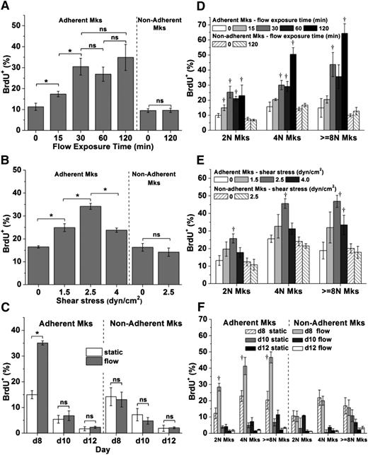 Figure 1. Shear stress enhances DNA synthesis of immature Mks. (A-C) The BrdU+ percentage of all adherent and nonadherent Mks or (D-F) Mks with different ploidy classes (2N, 4N, and ≥ 8N) upon exposure to various shear-stress conditions. After shear-flow application, Mks were cultured in the presence of BrdU for a total of 4 hours. Cells were then harvested for CD41 and propidium iodide (DNA) staining and analyzed by flow cytometry. (A,D) At day 8, Mks were exposed to shear stress at level of 2.5 dyn/cm2 for 0 (static control), 15, 30, 60, and 120 minutes. (B,E) At day 8, Mks were exposed to shear stress at 0 (static control), 1.5, 2.5, and 4.0 dyn/cm2 for 30 minutes. (C,F) At days 8, 10, and 12, Mks were exposed to 2.5 dyn/cm2 for 30 minutes. Error bars indicate standard error of mean (SEM) of 3 biological replicates. *P < .05; †P < .05 compared with corresponding static control. ns, not significant.