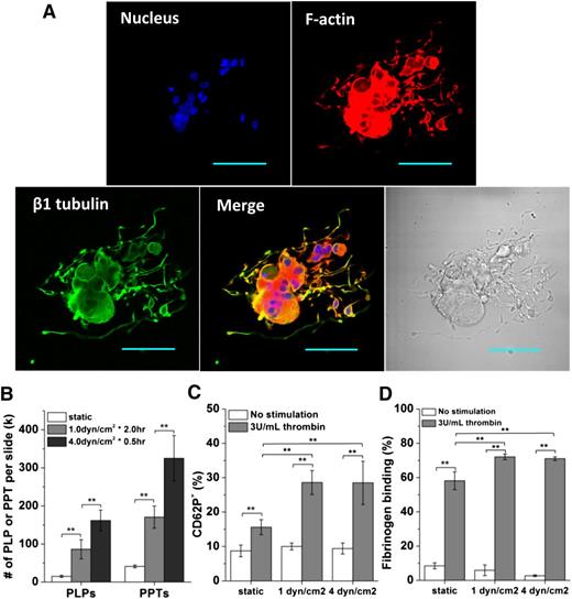 Figure 3. Shear stress enhances the production of PPTs and PLPs. PLPs generated under shear flow display enhanced in vitro functional activity. (A) A mature and polyploid Mk displays extensive PPTs in static culture at day 12. Scale bar: 50 µm. (B-D) Mks at day 12 were exposed to shear flow at 1 dyn/cm2 for 2 hours or 4.0 dyn/cm2 for 0.5 hour. Both adherent and nonadherent cell fragments were analyzed post shear exposure. Numbers (B) of PLPs and PPTs per slide post shear exposure vs static control. Two functionality assays, CD62P exposure (C) and fibrinogen binding (D), were performed on the harvested PLPs and demonstrate enhanced activity for PLPs generated under shear flow. Error bars indicate SEM of 3∼4 biological replicates. **P < .01.