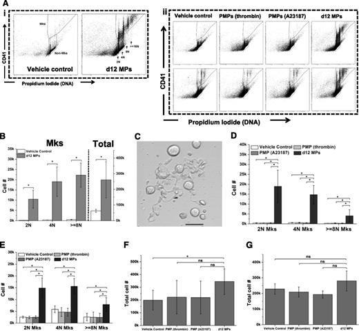 Figure 5. MkMPs promote Mk differentiation of CD34+ cells and HPCs. (A) Representative graph of flow cytometry ploidy analysis of cells from various coculture conditions at day 8. (i) CD34+ cells were cocultured with or without MkMPs starting at day 0. (ii) HPCs from day 3 culture without (top panel) or with (bottom panel) TPO were cocultured without or with MkMPs, and PMPs from day 3 to day 8. The same fraction of cells from each sample was analyzed. (B-C) At day 0, 60 000 CD34+ cells were cocultured with or without (vehicle control) MkMPs in a medium without TPO. The numbers (B) of total cells and Mks with 2N, 4N, and ≥ 8N ploidy were counted at day 8. Some Mks started to form PPTs at day 9 of coculture (C). Scale bar: 20 μm. (D-G) At day 3, 60 000 HPCs from culture with (D,F) or without (E,G) TPO were cultured in TPO-free medium with or without the addition of MkMPs or PMPs. Total cells (F-G) and Mks (D-E) with 2N, 4N, and ≥ 8N ploidy were counted at day 8. Error bars indicate SEM of 3∼4 biological replicates. *P < .01. ns, not significant.