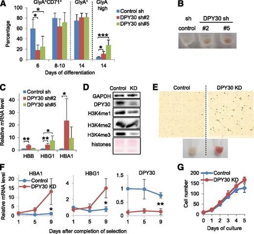 Figure 3. DPY30 KD promoted erythroid maturation of human HPCs and erythroleukemia cells. Human CD34+ cells were depleted of DPY30 by 2 different shRNAs (#2 and #5), and were induced to differentiate into erythroid lineage in liquid culture with appropriate cytokine conditions (containing 1 ug/mL EPO). (A) Indicated cell surface markers were analyzed and quantified by flow cytometry at different days during differentiation. Averages ± SD from 4 independent biological repeats are plotted. *P < .05; ***P < .001 (Student t test). (B) Image of pelleted cells on day 14 of erythroid differentiation. (C) The expression of hemoglobin genes before the differentiation assays was determined by quantitative reverse-transcription polymerase chain reaction (qRT-PCR). Averages ± SD from 4 biological repeats are plotted. *P < .05; **P < .01 (Student t test). (D-E) Ten days after DPY30 KD (by sh#2 viral infection), K562 cells were checked by western blot analysis for KD and effect on H3K4 methylation (D), and stained by benzidine (E, top) and pelleted for image (E, bottom). (F) Expression of HBA1, HBG1, and DPY30 in control and DPY30-KD K562 cells was monitored by qRT-PCR against ACTB. Completion of selection, indicated by loss of viability of most uninfected cells after culturing in the presence of puromycin, was 4 days after viral infection. Averages ± SD from 3 independent biological repeats are plotted. *P < .05; **P < .01 (Student t test). (G) Growth of control and DPY30-KD K562 cells was monitored daily. Averages ± SD from 3 biological repeats are plotted.