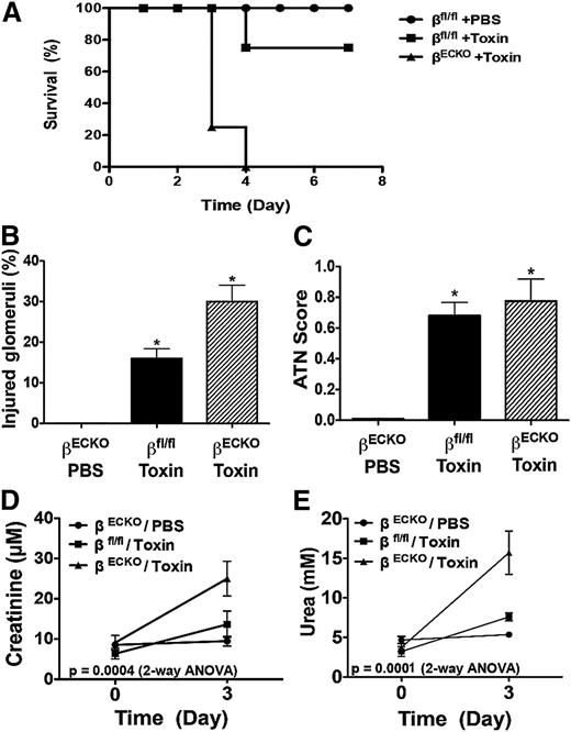 Figure 1. Endothelial PI3Kβ loss sensitizes mice to TMA. (A) Kaplan-Meier survival plot of Tie2-CreERT2+/−/p110βflox/flox mice treated with vehicle (βfl/fl) or tamoxifen to induce endothelial Cre recombinase activity and excision of Pik3cb (βECKO). As indicated, the animals received PBS (n = 6) or 200 μg/kg lectin-saporin cytotoxin conjugate to selectively injure the glomerular microvascular endothelium (n = 10 mice/group; toxin-treated βECKO vs βfl/fl, P < .01). Kidney glomerular injury and function is worsened by endothelial PI3Kβ loss after TMA injury. (B-C) Quantification of histologic scoring of injured glomeruli (B) and acute tubular necrosis (C) among the groups at day 3 after cytotoxin exposure. (D-E) Quantification of serum creatinine (D) and urea concentration (E) among the groups. The data represent mean ± SEM; n ≥ 5 animals per group; *P < .05, **P < .01, toxin-treated group vs PBS group.