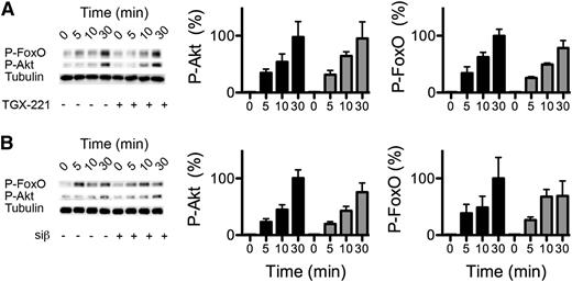 Figure 4. p110β inactivation does not inhibit VEGF-stimulated Akt phosphorylation. ECs were serum-starved overnight, then (A) pretreated with TGX-221 (100 nM; gray bar) for 60 minutes or (B) treated with Siβ siRNA (gray bar) as in supplemental Figure 3 to decrease p110β expression, before stimulation with VEGF (20 ng/mL). Control cells were treated with carrier or nonspecific siRNA (black bars). Lysates were immunoblotted for phospho-S473 Akt or phospho-T24 FoxO1/3, a target for Akt-mediated phosphorylation. PI3Kβ inactivation did not significantly affect Akt phosphorylation (mean ± SEM; n ≥ 3 independent experiments; P = nonsignificant by ANOVA).