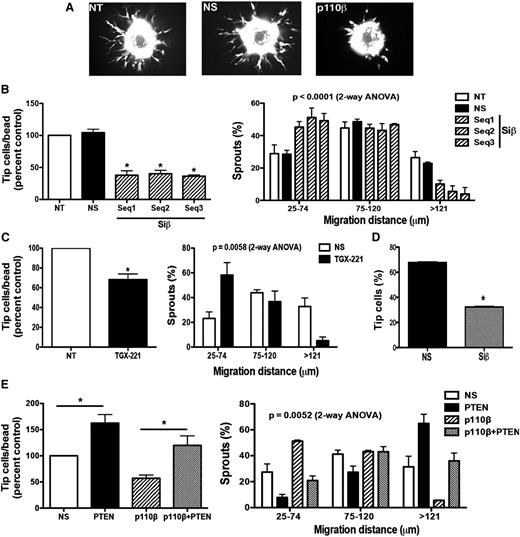 Figure 5. Endothelial invasion of fibrin matrix in vitro is decreased by PI3Kβ loss and is rescued by PTEN inactivation. Knockdown of p110β in human ECs was performed as in supplemental Figure 3. Where indicated, nontransfected (NT) ECs or cells transfected with p110β (Siβ) or nonspecific siRNA (NS) were labeled with CellTracker green, cultured on Cytodex beads, embedded in a 3D fibrin gel in EGM2 for 18 hours, then imaged by fluorescence microscopy (A). The number of invading EC tip cells (B left panel) and distance of sprout extension (B, right panel) into the gel among p110β-knockdown vs control ECs is quantitated (mean ± SEM; n > 5 independent experiments; *P < .05, Siβ vs NS). (C) ECs were pretreated with TGX-221 (100 nM) or vehicle for 60 minutes, then evaluated for sprouting (left panel) and length of sprout extension (right panel; *P < .05 vs control). Siβ- or NS-transfected ECs were labeled with CellTracker red or green respectively, then equal numbers were mixed and cultured on Cytodex beads for suspension in fibrin gels. The fraction of sprouts with a leading Siβ or NS EC was quantitated (D; n = 3 independent experiments; *P < .05, Siβ vs NS). (E) ECs were transfected with siRNAs against p110β and/or PTEN, then evaluated for sprout formation (n = 3 independent experiments; * P < .05 vs the comparator group as indicated).