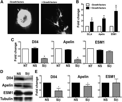 Figure 6. PI3Kβ loss alters expression of tip cell markers. Primary human ECs were cultured on beads in fibrin gels as in Figure 5 for 18 hours, stimulated with SingleQuot growth factors or not, then imaged to evaluate tip cell morphology (A). Total RNA was extracted, then expression of characteristic tip cell transcripts was quantified (B). (C) Quantification of gene expression after growth factor stimulation of nontransfected (NT), nonspecific siRNA (NS)-transfected, or p110β (Siβ)-transfected cells at 18 hours of culture in fibrin gels. (D) NS or Siβ ECs were isolated from the fibrin gels by digestion with collagenase type 1 for 1 hour, lysed with RIPA buffer, and proteins were resolved using SDS polyacrylamide gel electrophoresis and quantified (E). The bars represent the mean ± SEM of ≥4 independent experiments; *P < .05, Siβ vs NS.