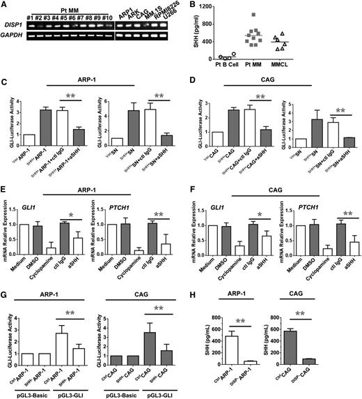 Figure 3. Secretion and functional activity of MM-derived SHH. (A) RT-PCR showing the levels of mRNA for DISP in highly purified CD138+ primary MM cells from 10 patients with MM (Pt MM) and 6 MMCLs. (B) Enzyme-linked immunosorbent assay (ELISA) showing the levels of secreted SHH in culture media of highly purified CD19+ B cells (Pt B cell; n = 4) or CD138+ primary MM cells (Pt MM; n = 10) from MM patients’ BM aspirates and 6 MMCLs. (C-D) Hh signaling detected as luciferase activity in HEK293 cells induced by coculture with MM cells (left panels) or culture with MM cell culture supernatants (SNs; right panels). (E-F) Hh signaling detected as levels of mRNA examined by real-time PCR for GLI1 (left panels) and PTCH1 (right panels) in MM cells induced by MM-derived SHH in the presence or absence of cyclopamine (10 μM) or SHH-neutralizing antibody (aSHH; 5 μg/mL) for 48 hours. (G) Luciferase reporter gene assay shows the reduced pGL3-GLI activity in SHH–ARP-1 or SHH–CAG cells. (H) ELISA shows the reduced SHH secretion in the supernatant of 24-hour cultured DISP1–ARP-1 or DISP1–CAG cells. *P < .05; **P < .01. ctl, control.