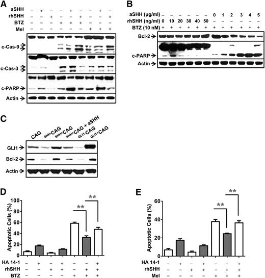 Figure 6. Molecular mechanism of SHH-induced antiapoptotic signaling. Western blot analysis showing protein levels of (A) caspases and cleaved (c-) caspases and PARP in MM (ARP-1) cells in 24-hour cultures with or without the addition of BTZ (10 nM) or Mel (5 μM) in the presence or absence of aSHH (5 μg/mL) or rhSHH (50 ng/mL). (B) BCL-2 and cleaved PARP (c-PARP) in MM (ARP-1) cells treated with BTZ (10 nM) in the presence of different concentrations of aSHH (0 to ∼5 μg/mL) or rhSHH (0 to ∼5 ng/mL) for 24 hours. (C) GLI1 and BCL-2 in CAG, SHH–CAG, SHH+CAG cells, or SHH+CAG cells in the presence of aSHH (5 μg/mL), and CAG cells transfected with 2 μg of pBSU6-GLI1 short hairpin RNA (Gli1–CAG) or pEGFP-GLI1 (Gli1+CAG) plasmid for 48 hours. Percentages of apoptotic ARP-1 cells treated with (D) BTZ (10 nM) or with (E) Mel (5 μM) without or with BCL-2 inhibitor HA 14-1 (20 μM) and/or rhSHH (50 ng/mL) for 24 hours. Cell apoptosis was examined by Annexin-V binding assay. **P < .01.