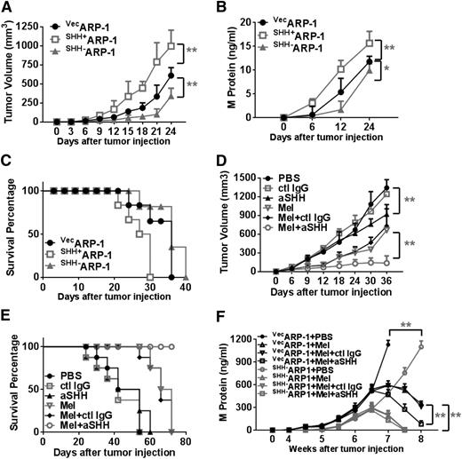 Figure 7. MM-derived autocrine SHH promotes MM cell growth and drug resistance in vivo. Shown are tumor burdens detected as (A) tumor volumes or (B) levels of M-protein secreted by human MM cells (vecARP-1, SHH+ARP-1, or SHH–ARP-1 cells) in SCID mice, and (C) survival of the mice. In this experiment, 2 × 106 MM cells were injected into SCID mice subcutaneously. Tumor volume (in cubic millimeters) was measured every 3 days, and the levels of circulating M-protein were detected weekly by ELISA. Also shown are (D) tumor volumes and (E) survival of ARP-1–inoculated mice treated with Mel in combination with aSHH. Injection of PBS, control IgG, aSHH, or Mel alone served as controls. In these experiments, when subcutaneous tumors reached 5 mm in diameter, mice were treated with intraperitoneal injections of Mel (50 μg per mouse every 3 days for the duration of the experiment) or 50 μL PBS, with or without aSHH or control IgG (5 μg per mouse every 3 days for the duration of the experiment) injected around the tumor. Mice were euthanized when they became moribund or when subcutaneous tumors reached 15 mm in diameter. (F) Levels of M-protein secreted by vecARP-1– or SHH–ARP-1–inoculated SCID-hu mice treated with Mel in combination with aSHH. Injection of PBS, control IgG, aSHH, or Mel alone served as controls. *P < .05; **P < .01.