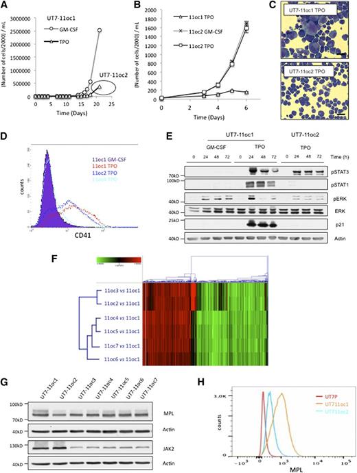 Figure 1. UT7-11oc2-7: clones derived from UT7-MPL (UT7-11oc1) cells escaping TPO-induced cellular proliferation arrest. Characterization of UT7-11oc2-7 clones according to MPL/JAK2 protein expression. We derived clones named UT7-11oc2-7 by culturing UT7-11oc1 cells in the presence of TPO. (A) Resurgence of cellular proliferation after a midterm (D10-D14) culture of UT7-11oc1 cells with TPO. Cells escaping TPO-induced proliferation arrest were named UT7-11oc2 (first clone derived). Viable cells were counted using Trypan blue exclusion. (B) UT7-11oc2 cells were cultured in the presence of either GM-CSF or TPO, and cell proliferation was compared with that of UT7-11oc1 cells exposed to TPO. (C) May Grünwald Giemsa staining in TPO-treated cells. (D) CD41 expression measured by flow cytometry in TPO-treated cells. (E) Differences in cell signaling, notably activation of MAPK pathway, and p21CIP1 expression for UT7-11oc1 and UT7-11oc2 cells. After a 12-hour cytokine starvation, UT7-11oc1 and UT7-11oc2 cells were restimulated by TPO during the indicated times, and cell signaling was studied by immunoblotting. (F) Clusterization of UT7-11oc2-7 clones according to TPO-induced gene expression profile. After a 12-hour cytokine starvation, UT7-11oc1 and UT7-11oc2-7 cells were stimulated with TPO for 24 hours. TPO-induced gene expression for each derived clone (UT7-11oc2-7)—relative to that of UT7-11oc1 cells—was determined by microarray analysis, and gene expression profiles obtained for the different UT7-11oc2-7 clones were compared with each other. (G) UT7-11oc1 cells and UT7-11oc2-7 clones were cultured with GM-CSF and MPL and JAK2 protein expression analyzed by immunoblotting. (H) MPL cell-surface expression was analyzed by flow cytometry for cells cultured in the presence of GM-CSF. Mean fluorescence intensity was 1190 for UT7-11oc1 cells vs 743 for UT7-11oc2 cells. Bars: (C) 50 μm. Error bars represent mean ± standard deviation of 3 independent experiments.