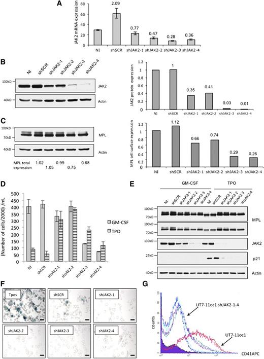 Figure 3. JAK2 shRNA expression in UT7-11oc1 cells restores cellular proliferation and inhibits the megakaryocytic phenotype in the presence of TPO. (A) shRNA lentiviral transductions of UT7-11oc1 cells were efficient to inhibit JAK2 mRNA expression. UT7-11oc1 cells were infected with shJAK2-1-4, cultured in the presence of GM-CSF and JAK2 mRNA expression (relative to HPRT) evaluated by quantitative real-time PCR. (B) shRNA lentiviral transductions of UT7-11oc1 cells were efficient to inhibit JAK2 protein expression. UT7-11oc1 cells were infected with shJAK2-1-4, cultured in the presence of GM-CSF and JAK2 protein expression (relative to actin) evaluated by immunoblotting. (C) Parallel to JAK2 expression, total and cell-surface MPL expression was determined by immunoblotting. The shRNA-expressing cells were seeded at 25 000 cells/mL and were studied at D4. The shJAK2-1-4-expressing cells were characterized by a cellular proliferation (D), the lack of p21CIP1 protein expression (E), morphologic changes and SA-β-galactosidase staining (F), and by a decreased megakaryocytic markers (CD41) expression (G) in the presence of TPO. Bars: (E) 50 μm. Error bars represent mean ± standard deviation of 2 independent experiments.