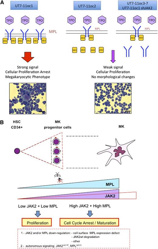 Figure 4. Cellular response to TPO depends on MPL/JAK2 expression. A model for normal and pathological megakaryopoiesis regulation by JAK2 and MPL expression levels. (A) The cell line model: TPO-induced cellular response depends on MPL/JAK2 protein expression in the UT7-MPL cell line model. A decrease in the expression of MPL at the cell surface can be induced by a decrease in either MPL (UT7-11oc2) or JAK2 (UT7-11oc3-7 and UT7-11oc1 shJAK2) protein expression. (B) We propose that during normal megakaryopoiesis, MPL/JAK2 expression could reach a threshold at which the signal induced by TPO switches from proliferation to cell-cycle arrest and terminal maturation. According to this model, each event inducing a decrease in JAK2 or MPL expression/signaling could extend the proliferative stage of megakaryopoiesis, resulting in an amplification of the progenitor cells’ compartment. This mechanism could be complementary, with the autonomous signaling in immature cells induced by mutations such as JAK2V617F or MPLW515 mutations. The situation that could occur in MPNs is shown (red lines).