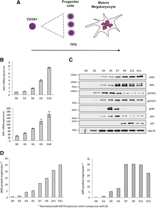 Figure 5. MPL and JAK2 levels are upregulated during megakaryocytic differentiation. The increase in MPL/JAK2 protein expression could regulate megakaryopoiesis. (A) Megakaryopoiesis can be regulated by a single cytokine, namely TPO, which exerts both proliferative and antiproliferative effects. (B) Human CD34+ cells from cytapheresis were cultured in a serum-free medium (MSS) in the presence of TPO at 10 ng/mL. MPL and JAK2 mRNA expression (relative to HPRT) was determined by Taqman during megakaryopoiesis at days 0, 3, 6, 9, and 18. (C) MPL, JAK2, p53, p21CIP1 expression and STAT5, STAT3, ERK phosphorylation status were analyzed by immunoblotting during human megakaryopoiesis at days 0, 3, 4, 5, 7, 9, 11, and 13. (D) Quantification of JAK2 and MPL protein expression (normalized with HSC70 expression and in comparison with D3) during megakaryopoiesis in vitro. Error bars represent mean ± standard deviation.