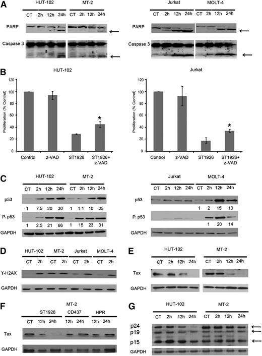 Figure 3. ST1926 induces partially caspase-dependent apoptosis and results in elevated levels of p53 and γ-H2AX proteins and in reduced Tax protein levels. (A) ST1926 causes PARP and caspase 3 cleavage in HuT-102, MT-2, Jurkat, and MOLT-4 cells. Total sodium dodecyl sulfate protein lysates (50 µg/lane) were prepared after treating malignant T cells with 1 μM ST1926 for up to 48 hours. Lysates were immunoblotted against PARP and caspase-3 antibodies. Arrows indicate cleaved PARP and caspase 3. (B) Effects of the general caspase inhibitor z-VAD on ST1926-induced growth inhibition of HuT-102, MT-2, Jurkat, and MOLT-4 cells. Cells were pretreated for 2 hours with 100 μM z-VAD, followed by 24-hour treatment with 1 μM ST1926. Cell viability was determined in quadruplicate wells by the trypan blue dye exclusion and expressed as percentage of control. Results are an average of 2 independent experiments ± SE. *Statistically significant (P < .05) differences (independent t test). (C) ST1926 upregulates p53 and its phosphorylated form (P-p53) in malignant T cells. HuT-102, MT-2, Jurkat, and MOLT-4 cells were treated with 1 μM ST1926 for up to 48 hours and immunoblotted against p53 and P-p53 antibodies. Similar trends in protein levels were observed in 2 independent experiments. Bands were quantified, and results are expressed relative to control cells or 2-hour time point. (D) ST1926 elicits an early DNA damage response. Cells were treated with 1 μM ST1926 and immunoblotted against γ-H2AX antibodies at 2 hours after treatment. Similar trends in protein levels were observed in 2 independent experiments. (E) ST1926 reduces Tax protein levels in treated HuT-102 and MT-2 cells. Cells were treated with 1 μM ST1926 for up to 24 hours and immunoblotted against Tax antibodies. Similar trends in protein levels were observed in 3 independent experiments. All blots were reprobed with GAPDH antibody to ensure equal protein loading. (F) ST1926, but not CD437 or HPR, decreases Tax protein levels in treated MT-2 cells. Cells were treated with 1 μM ST1926 for up to 24 hours and immunoblotted against Tax antibodies. Similar trends in protein levels were observed in 2 independent experiments. All blots were reprobed with GAPDH antibody to ensure equal protein loading. (G) ST1926 reduces gag (p24, p19, and p15) protein levels in treated HuT-102 and MT-2 cells. Cells were treated with 1 μM ST1926 at the indicated time points and immunoblotted against sera derived from ATL patients.