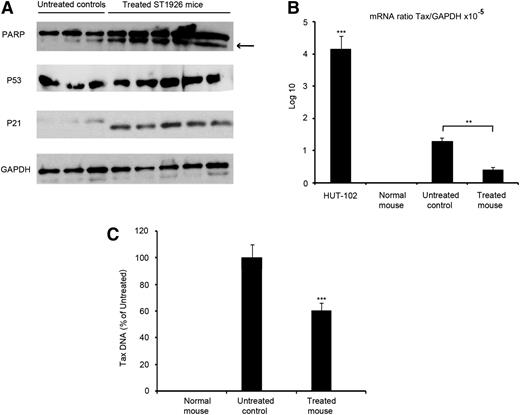 Figure 5. ST1926 induces apoptosis and decreases Tax expression in vivo. (A) Western blot analysis for PARP, p53, p21, and GAPDH on spleen-derived leukemic cells from 3 untreated and 5 ST1926-treated mice at 30 mg/kg every other day for 3 weeks. (B) Average of Tax mRNA expression in spleen-derived leukemic cells from a normal mouse, 3 untreated controls, and 5 ST1926-treated mice. **P < .01, ***P < .001. (C) Quantitative PCR analysis of Tax DNA in spleen-derived leukemic cells from 3 untreated controls and 5 ST1926-treated mice. ***P < .001. Results are represented as percentage of untreated controls ± SD.