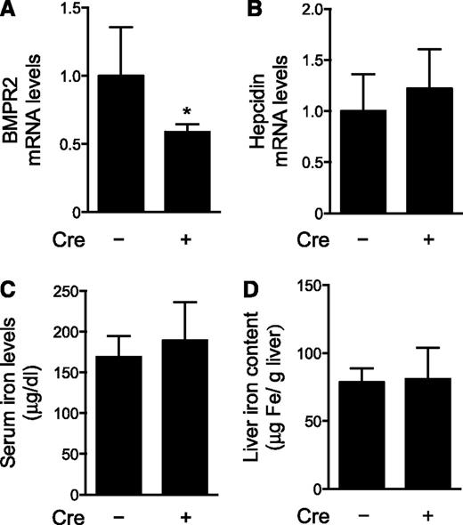 Figure 1. Hepatocyte-specific deficiency of BMPR2 does not induce iron overload. Hepatic levels of mRNAs encoding BMPR2 (A) and hepcidin (B), as well as serum iron levels (C) and liver iron content (D), were measured in 10-week-old female mice with hepatocyte-specific deficiency of BMPR2 (Bmpr2fl/fl;Alb-Cre, n = 7) and age-matched control mice (Bmpr2fl/fl, n = 12). Mice carrying the Cre recombinase transgene are indicated by “Cre +”. Student t test, *P < .009 vs Bmpr2fl/fl mice.